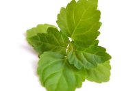 Patchouli essential Oil