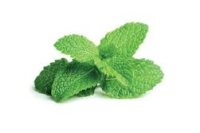 Peppermint Arvensis Essential Oil (Mentha arvensis)