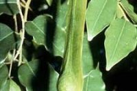 Peru Balsam Essential Oil (Myroxylon pereirae)
