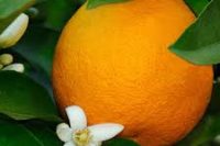 Petitgrain Essential Oil (Citrus aurantium var amara)