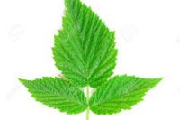 Raspberry Leaf (Rubus idaeus) Organic Infused Oil