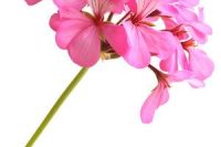 Geranium Egyptian Organic Essential Oil (Pelargonium graveolens)