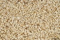 Safflower Oil  Organic (Cathamus tinctorius)