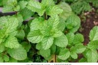 Spearmint Essential Oil  (Mentha spicata)