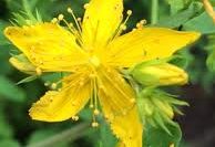 St Johns Wort (Hypericum perforatum)  Org Herbal Extract
