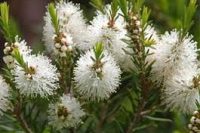 Tea Tree Essential Oil (Melaleuca alternifolia)