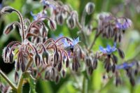Borage Seed (Borago Officinalis) Oil
