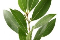Bay Laurel Leaf (Laurus nobilis) Essential Oil
