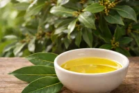 Bay laurel essential oil in a bowl in front of a bay tree
