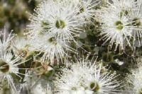 Kunzea ambigua Essential Oil