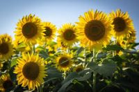 Sunflower Oil Organic Refined (Helianthus Annuus)