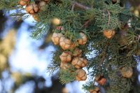 Blue Cypress Essential Oil (Callitris intratropica)