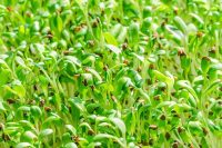Alfalfa (Medicago sativa) Leaf Organic Infused Oil