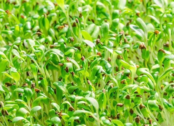 Alfalfa Powder (Medicago Sativa) Organic