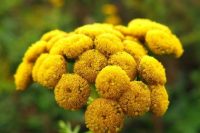 Blue Tansy Oil ( Tanacetum Annuum)