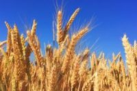 Wheat Amino Acids